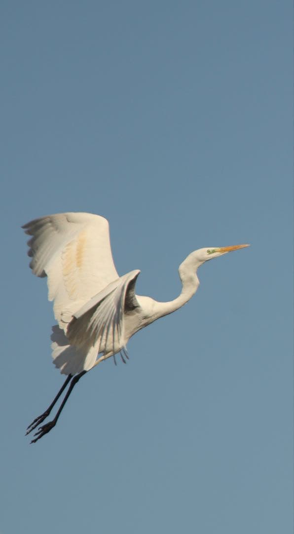 り*う様 一本で標準＋超望遠☆Sigma 28-200mm forキャノン