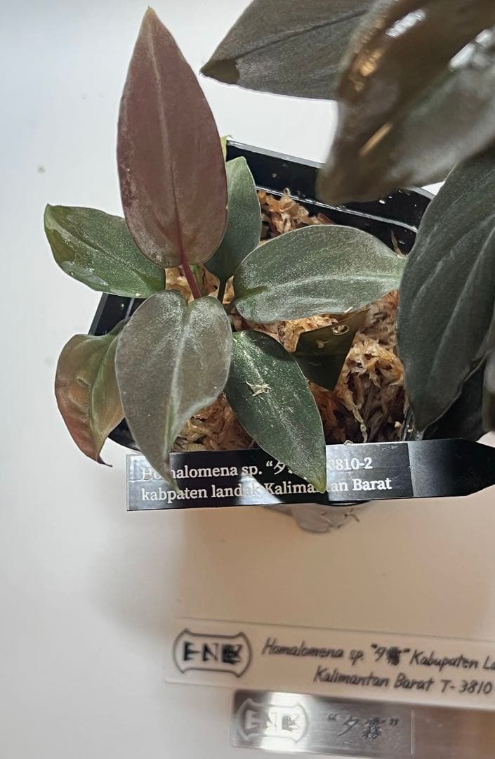 P*A様 Homalomena sp. “夕霧” T-3810-2 ホマロメナ