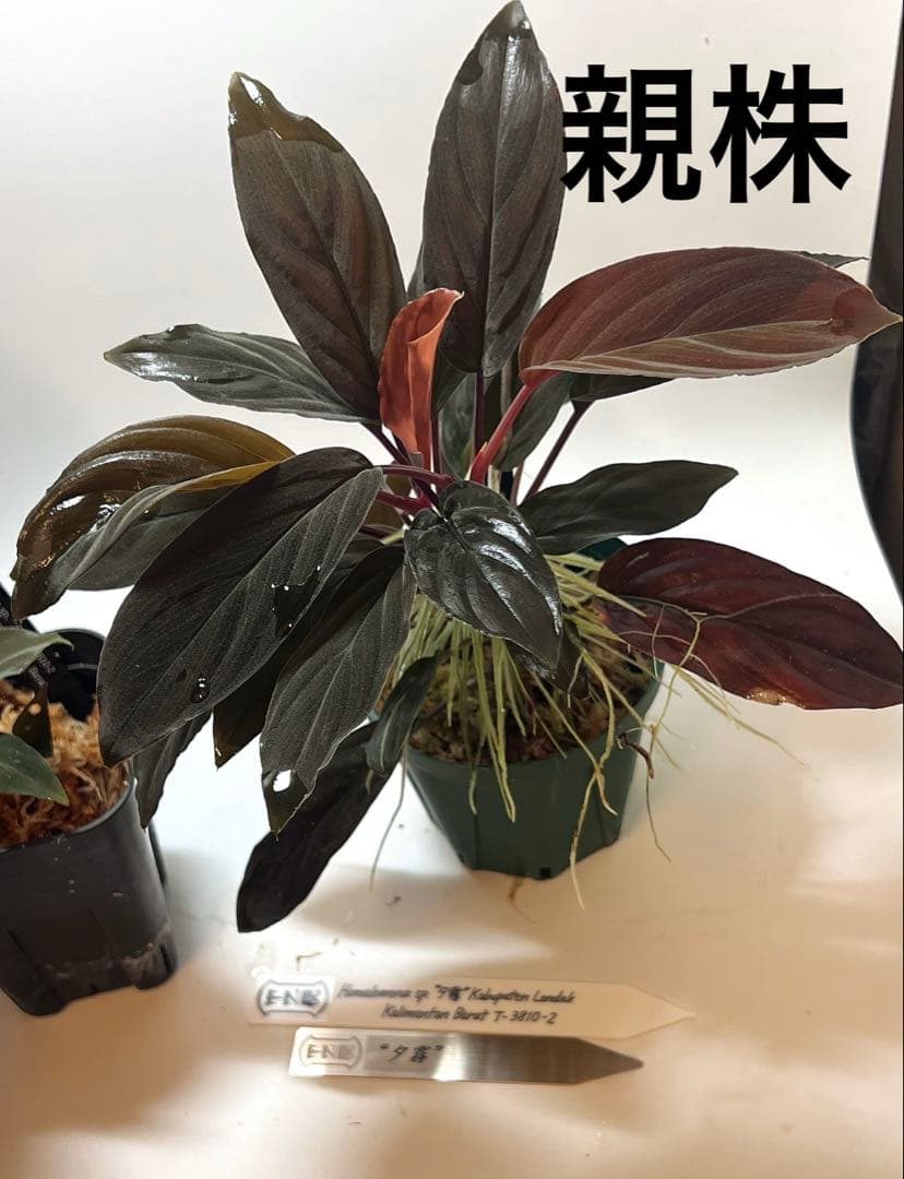 P*A様 Homalomena sp. “夕霧” T-3810-2 ホマロメナ