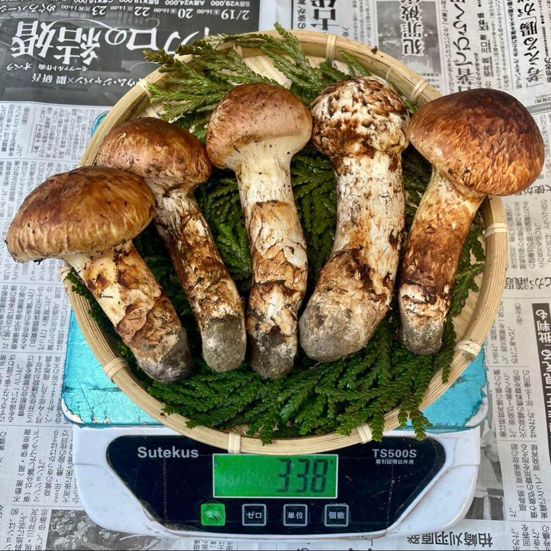 天然きのこ 松茸 国産 良品‼️ マツタケ まつたけ 大自然の凛さん採取その157