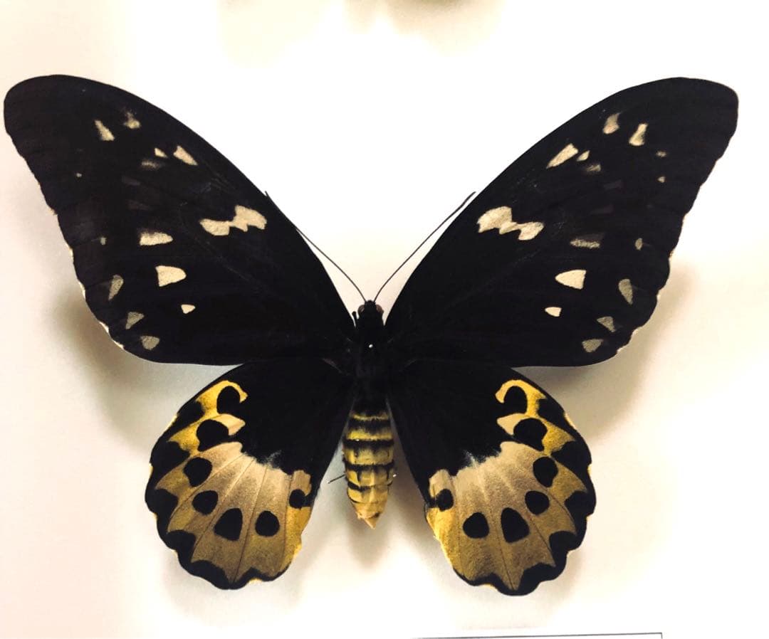 蝶標本　キマエラトリバネアゲハ　ペア