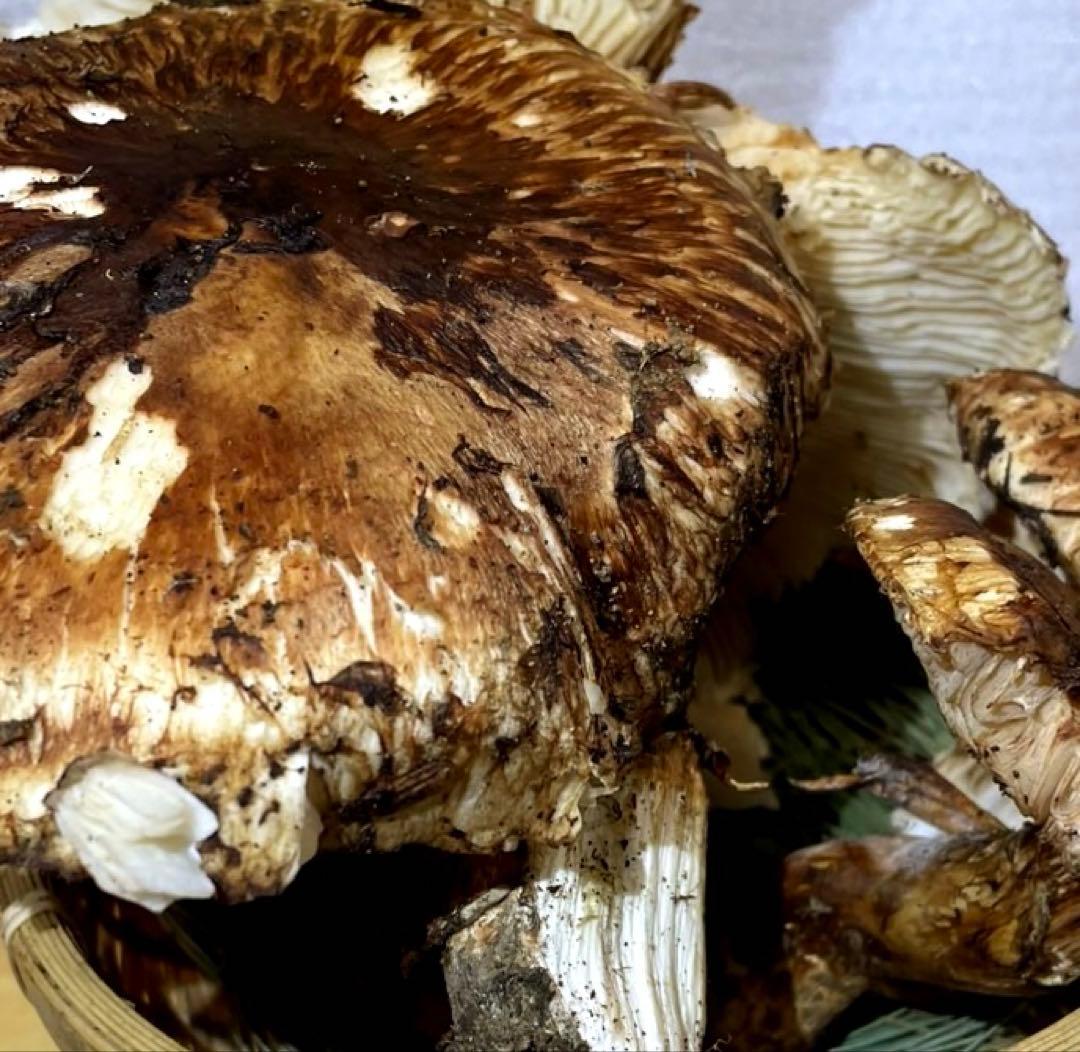 【大人気‼︎ 訳あり特価‼︎ 傘大量600g】 本日採れ‼︎ 松茸◆クール便発送◆