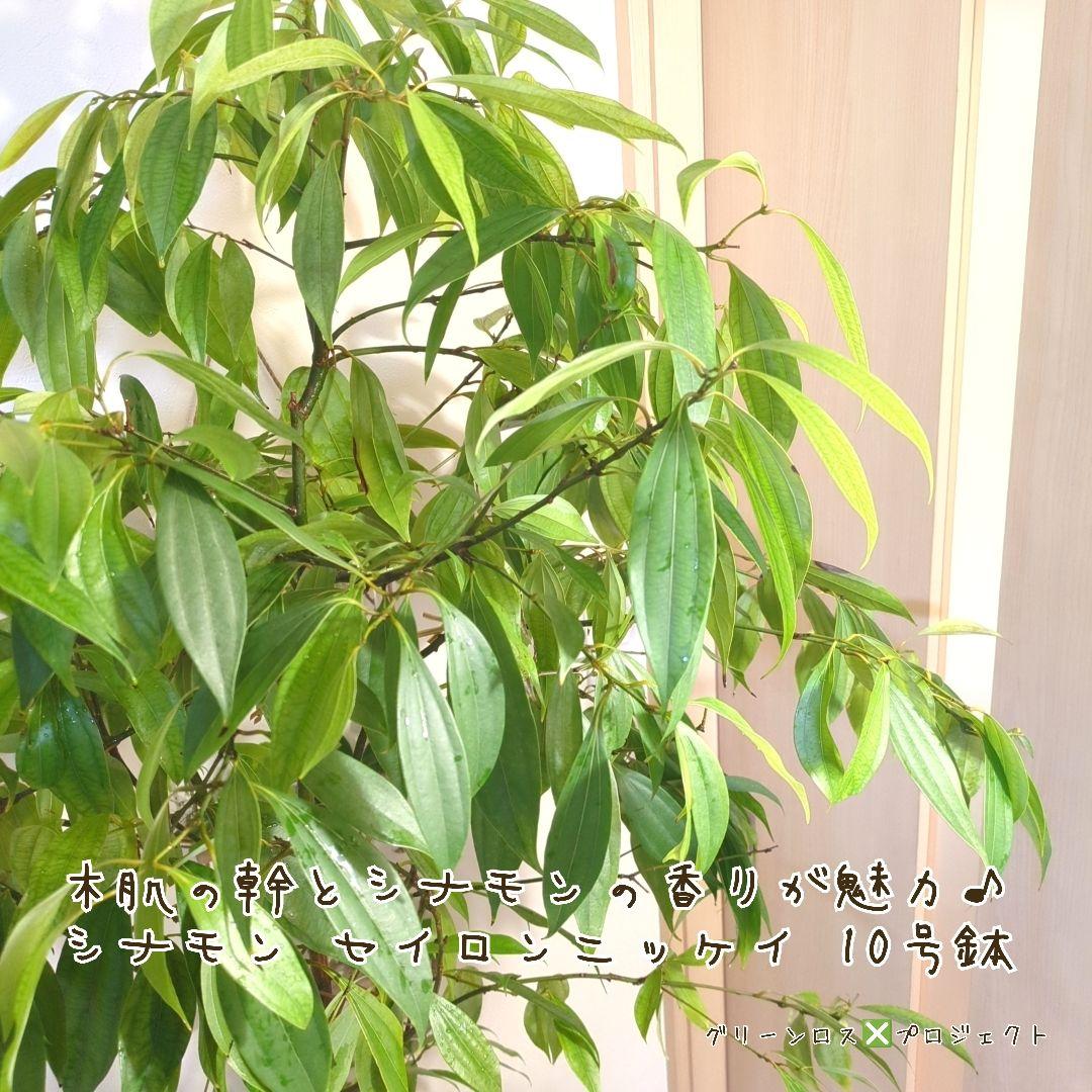 【マーロウ⚠群馬県】シナモンの香りが魅力♪シナモンセイロンニッケイ10号鉢