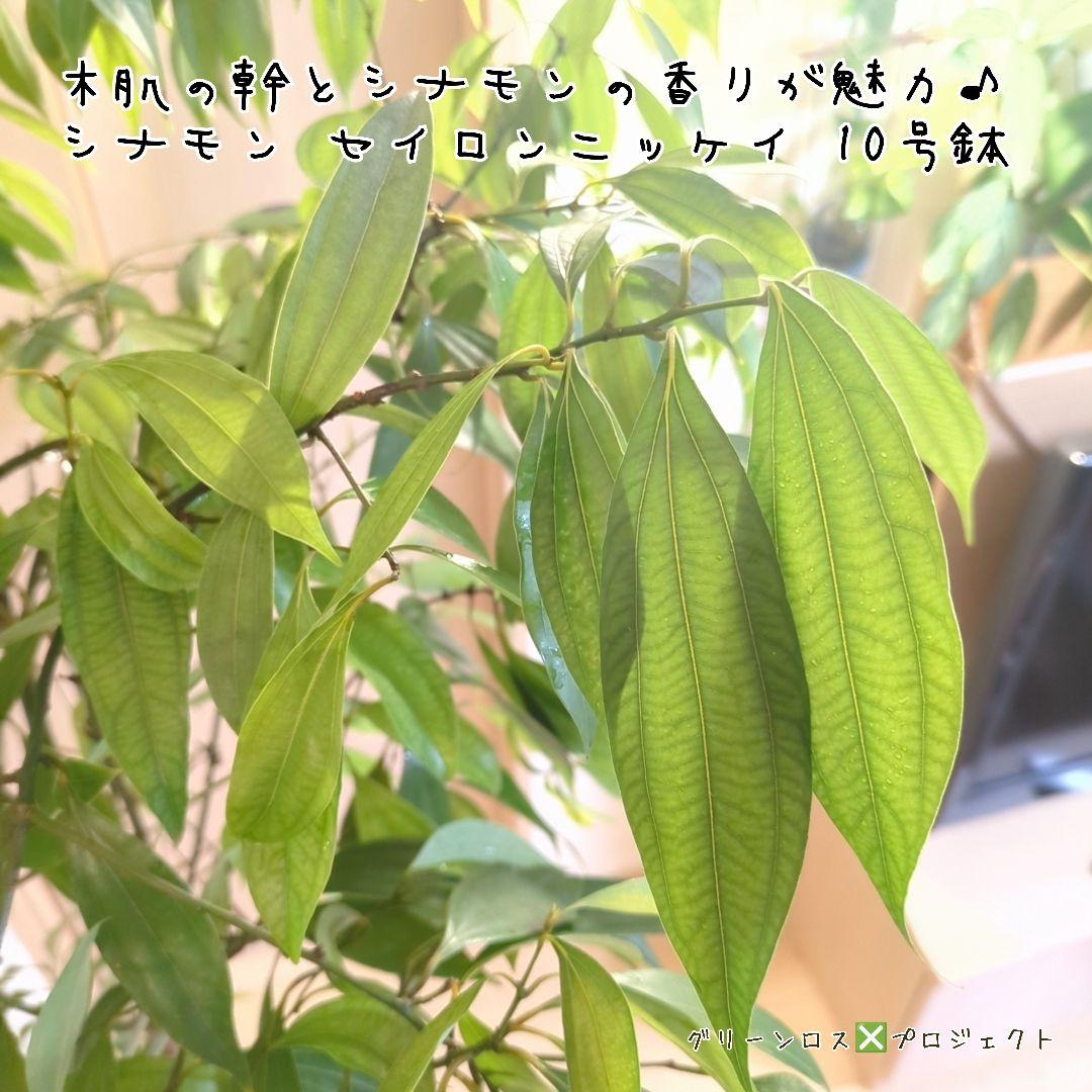 【マーロウ⚠群馬県】シナモンの香りが魅力♪シナモンセイロンニッケイ10号鉢