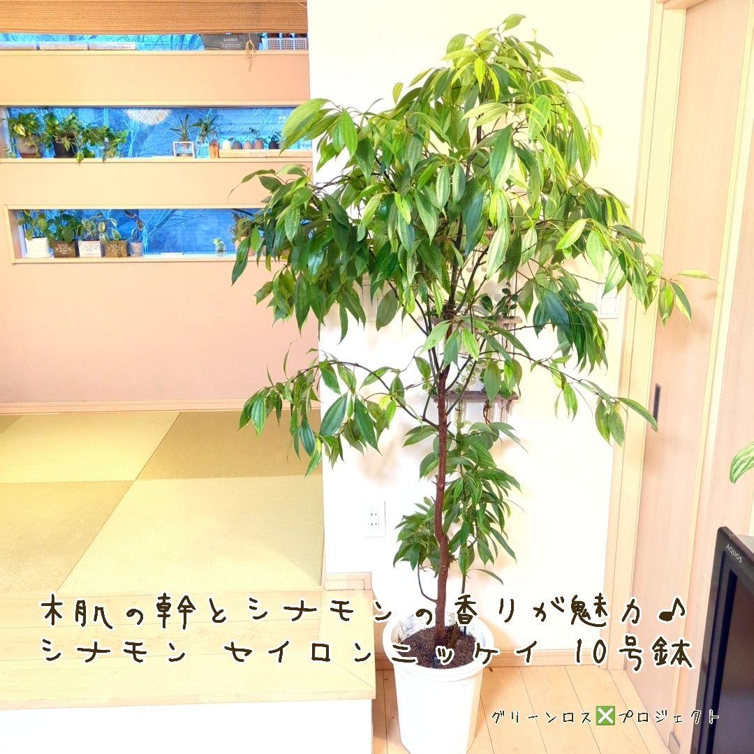 【マーロウ⚠群馬県】シナモンの香りが魅力♪シナモンセイロンニッケイ10号鉢