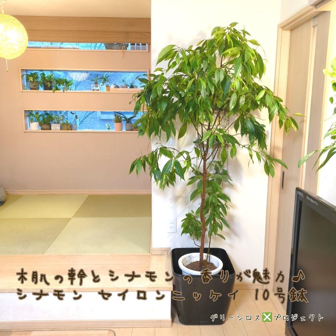 【マーロウ⚠群馬県】シナモンの香りが魅力♪シナモンセイロンニッケイ10号鉢
