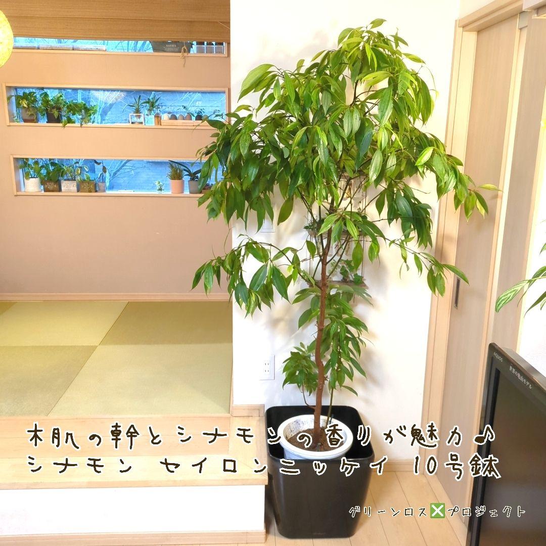 【マーロウ⚠群馬県】シナモンの香りが魅力♪シナモンセイロンニッケイ10号鉢