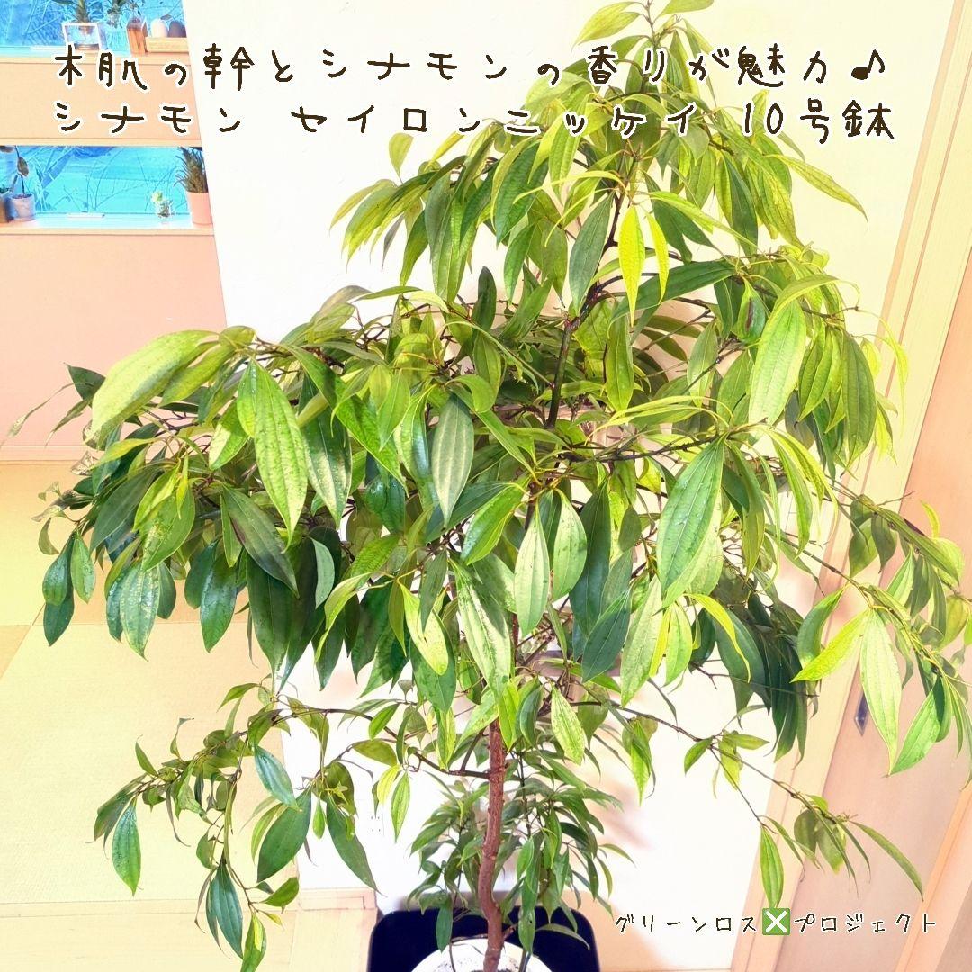 【マーロウ⚠群馬県】シナモンの香りが魅力♪シナモンセイロンニッケイ10号鉢