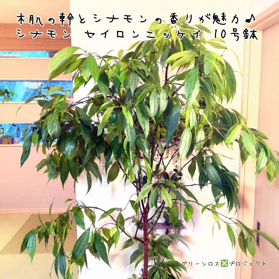 【マーロウ⚠群馬県】シナモンの香りが魅力♪シナモンセイロンニッケイ10号鉢