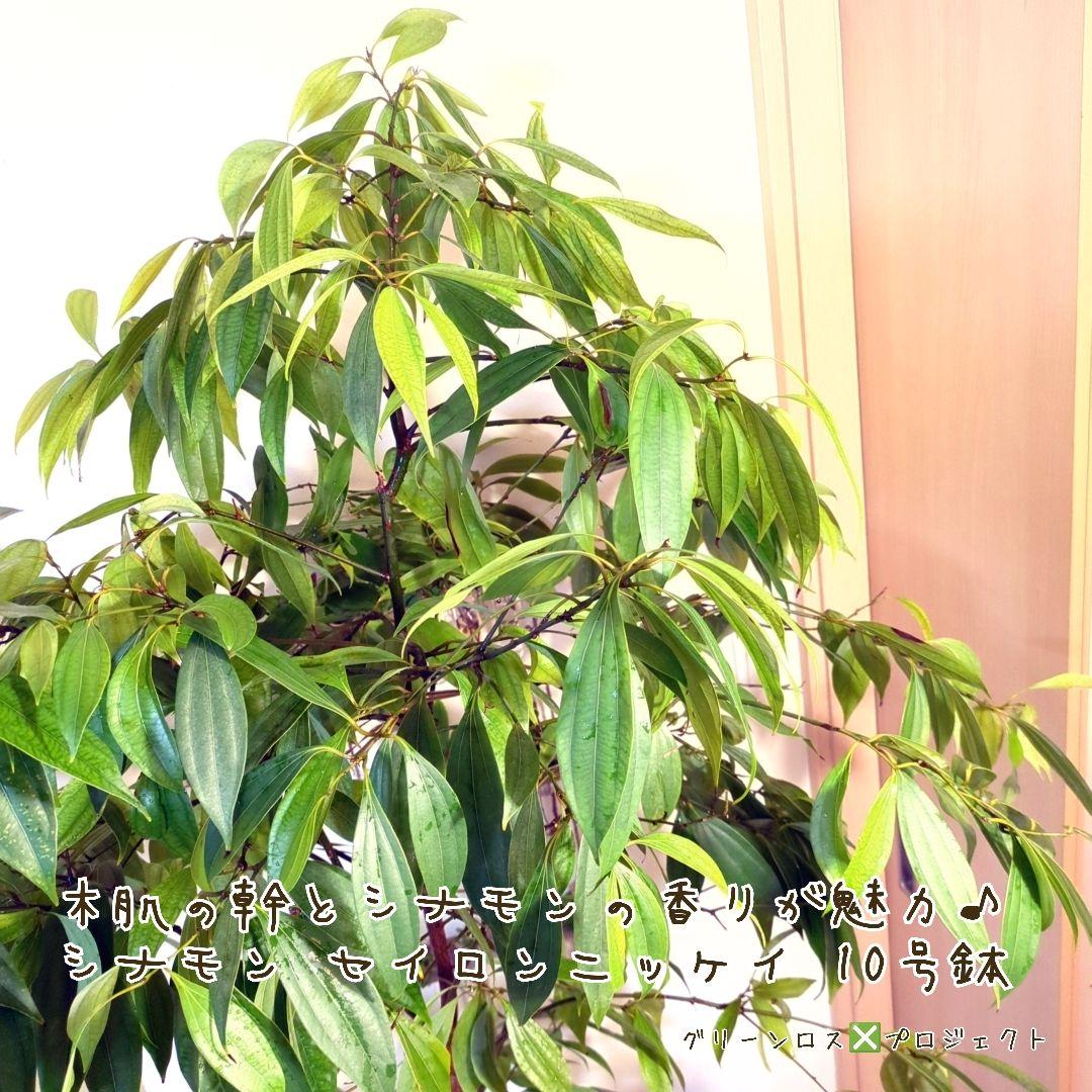 【マーロウ⚠群馬県】シナモンの香りが魅力♪シナモンセイロンニッケイ10号鉢