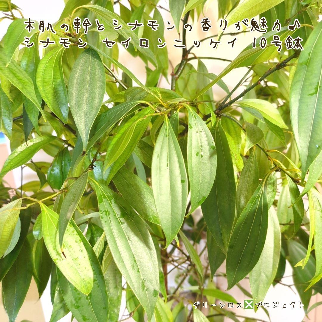 【マーロウ⚠群馬県】シナモンの香りが魅力♪シナモンセイロンニッケイ10号鉢