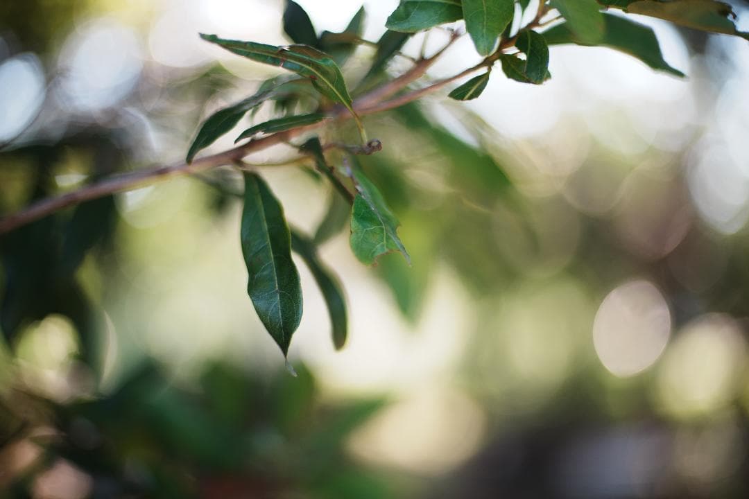 【整備＆テスト済】Nikon Ai Nikkor 50mm F1.4 247