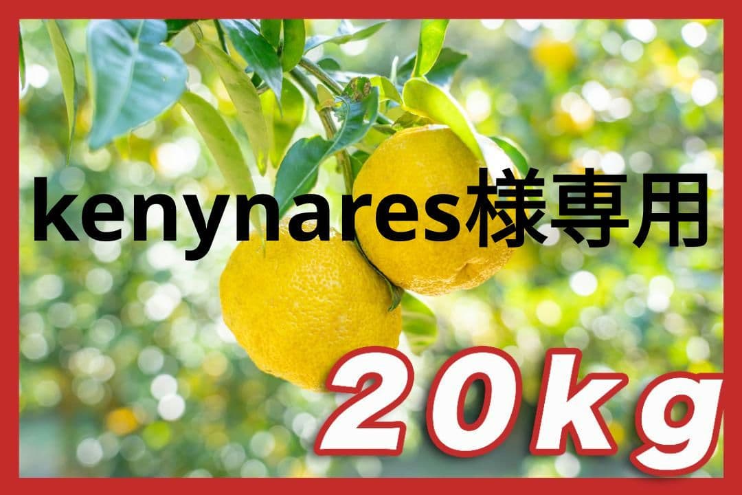 ③kenynares高知県産本柚子約20kg（60/60）