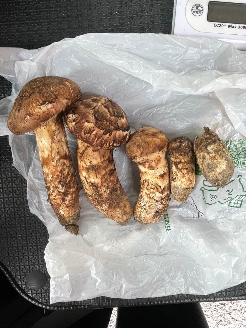 松茸　信州　長野県産　213g　10/14採取