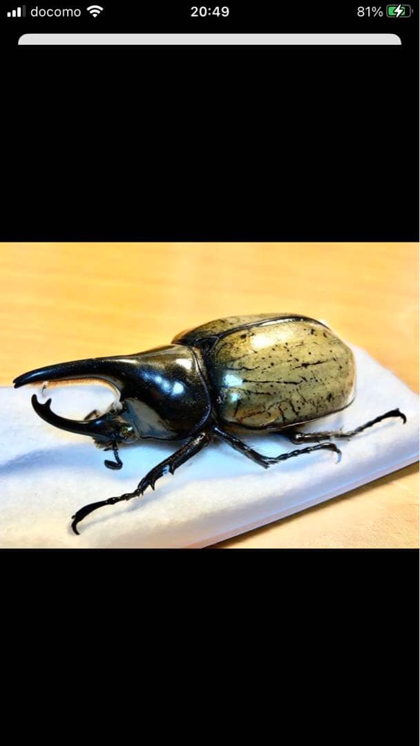 モロンシロカブト♂標本