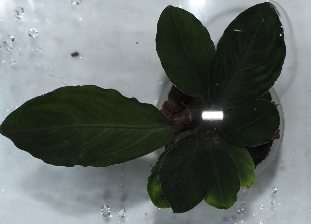 水草 Bucephalandra sp.Pearl gray TB