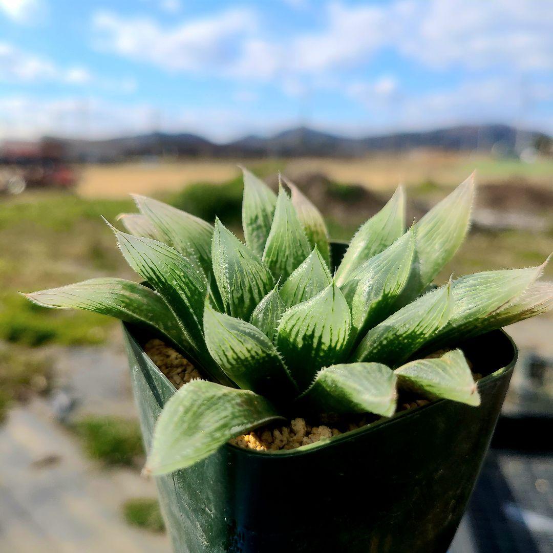 じ*む様 ナイルの一滴 実生 透明選抜 S2-001 ② 多肉植物 多肉植物 ハ