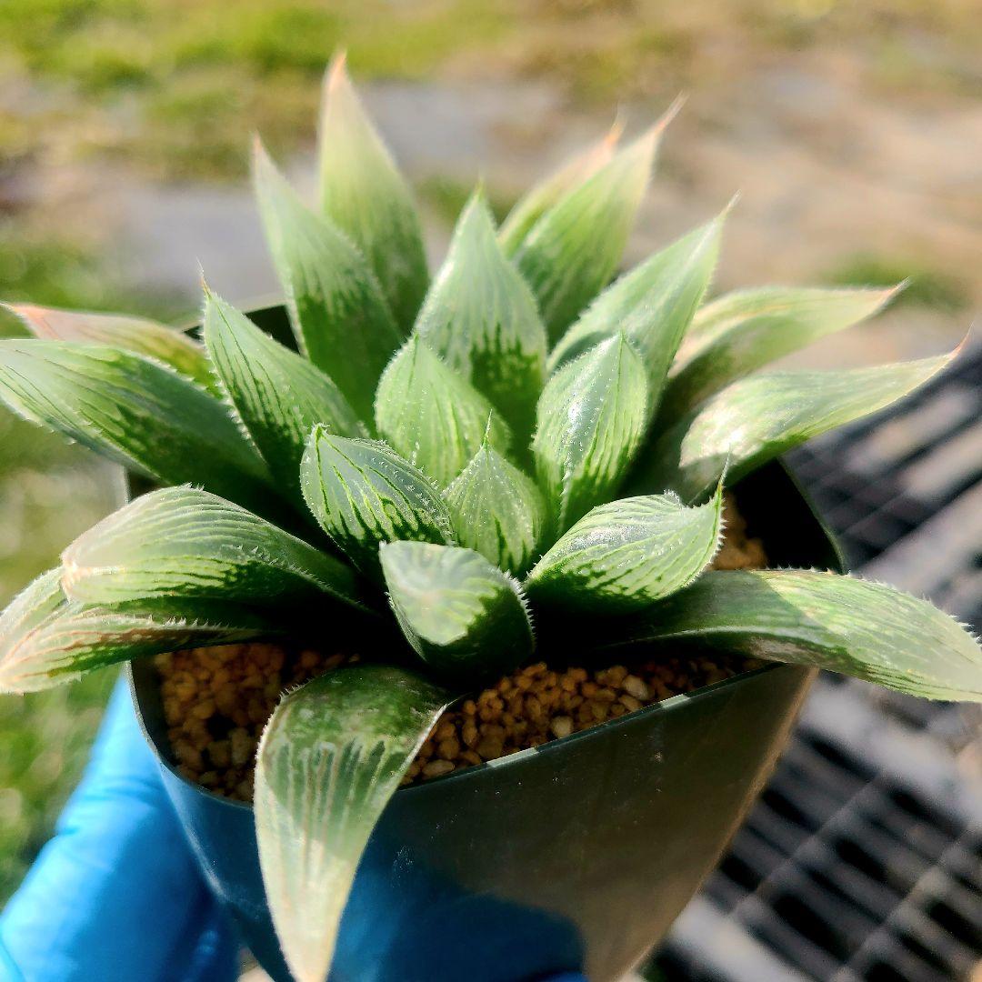 じ*む様 ナイルの一滴 実生 透明選抜 S2-001 ② 多肉植物 多肉植物 ハ