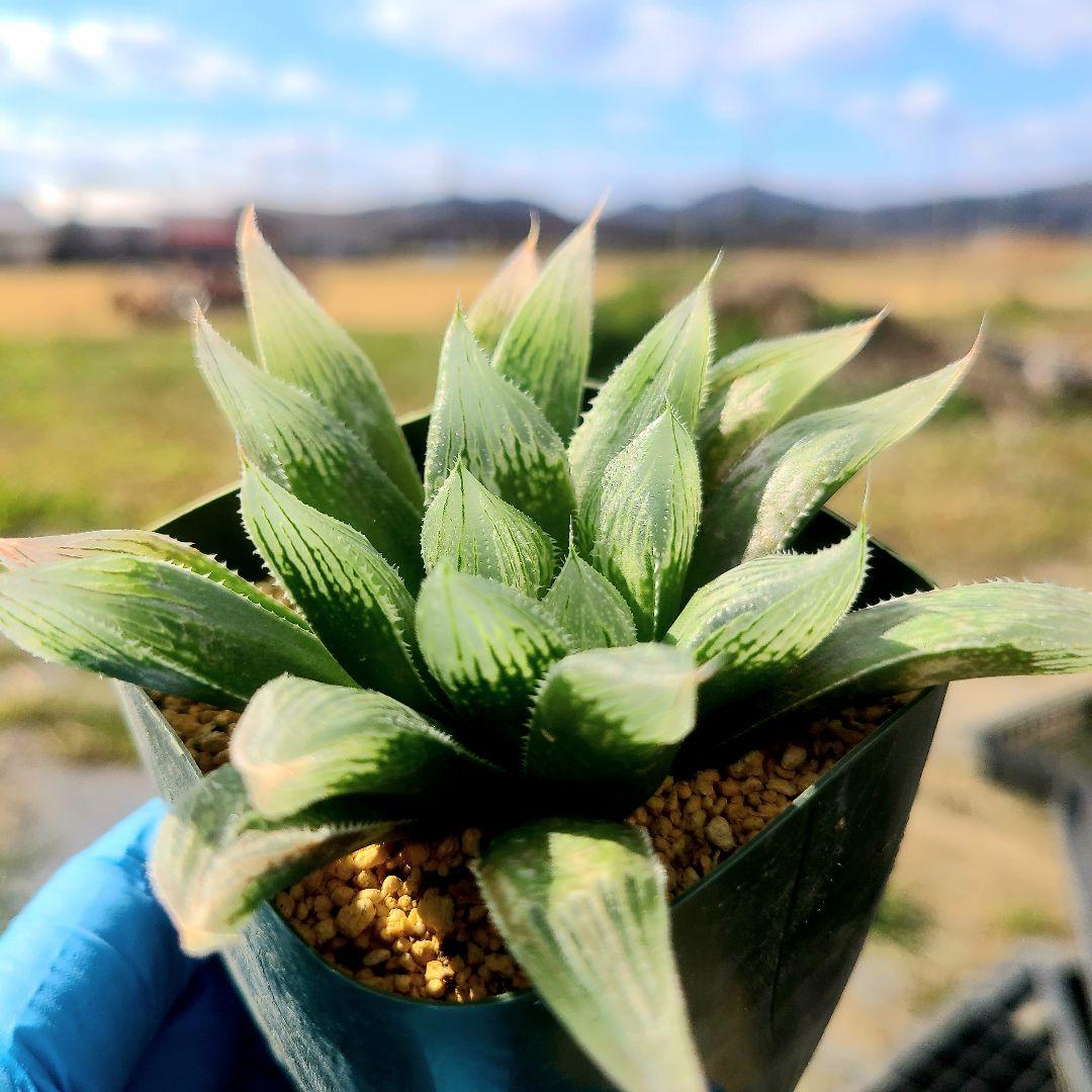 じ*む様 ナイルの一滴 実生 透明選抜 S2-001 ② 多肉植物 多肉植物 ハ