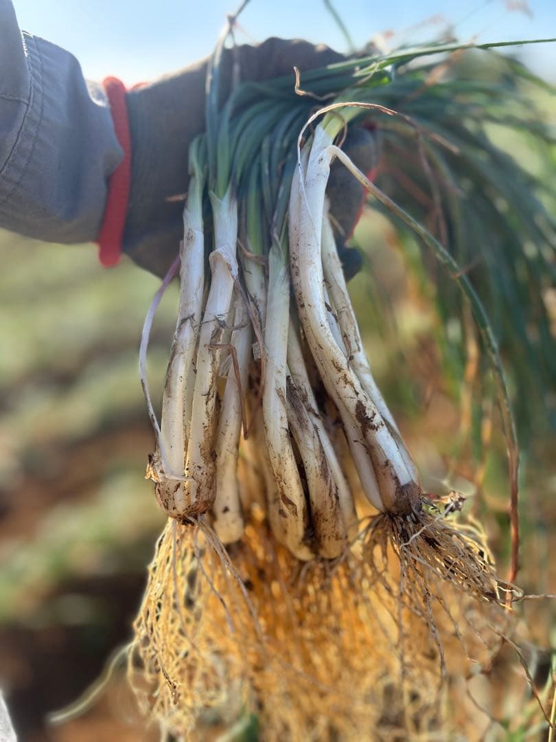 【喜助】沖縄 伊江島特産 島らっきょう 5kg
