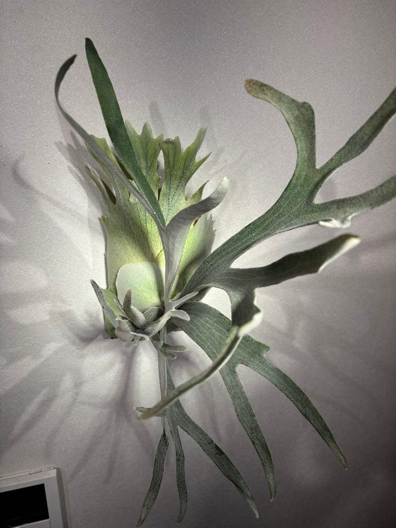 ビカクシダ　ハヌマーン　Hanuman レア