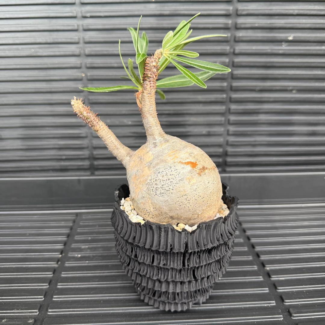 現地球 パキポディウム グラキリス