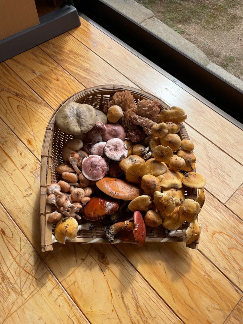 【かさしん】2025年度産 天然きのこ 塩漬け600g 送料込み！