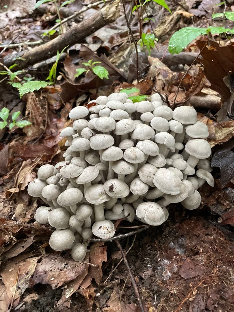 【かさしん】2025年度産 天然きのこ 塩漬け600g 送料込み！