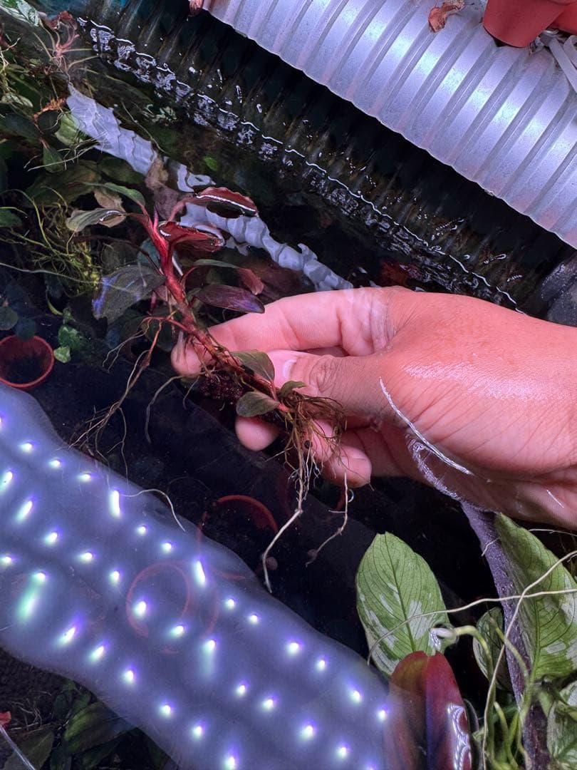 ブセファランドラsp. ファンタスティックパープル　完全水中葉　大株 子株付き