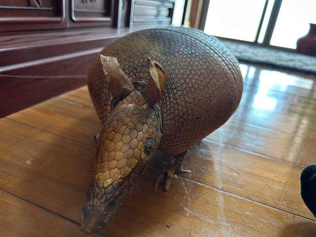 アルマジロ　剥製