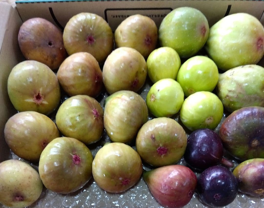 無花果（いちじく）多品種　コンパクトBOX　農薬不使用です