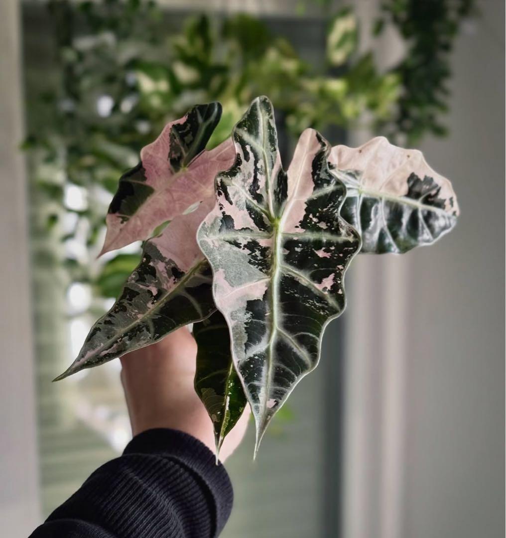 アロカシア アマゾニカ ピンク斑入り A11【マドカズラ モンステラ】