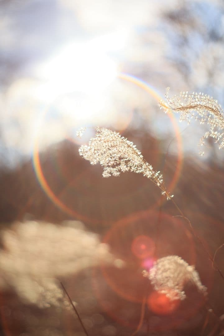 Super-Takumar 55mm F1.8 後期型 S/N：2558530