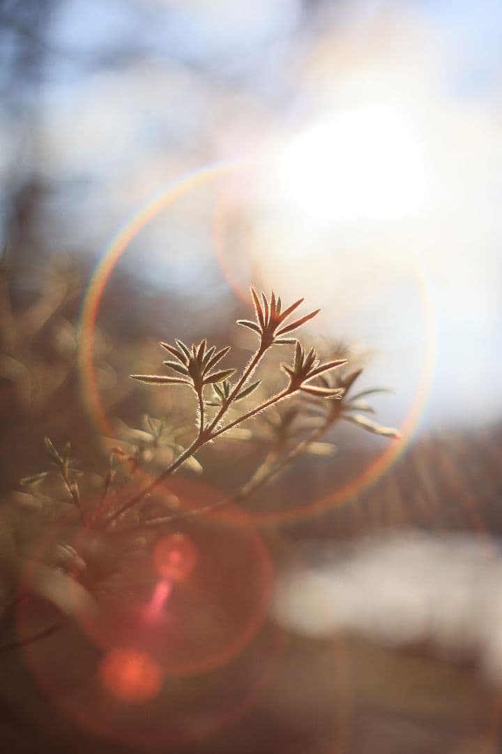 Super-Takumar 55mm F1.8 後期型 S/N：2558530