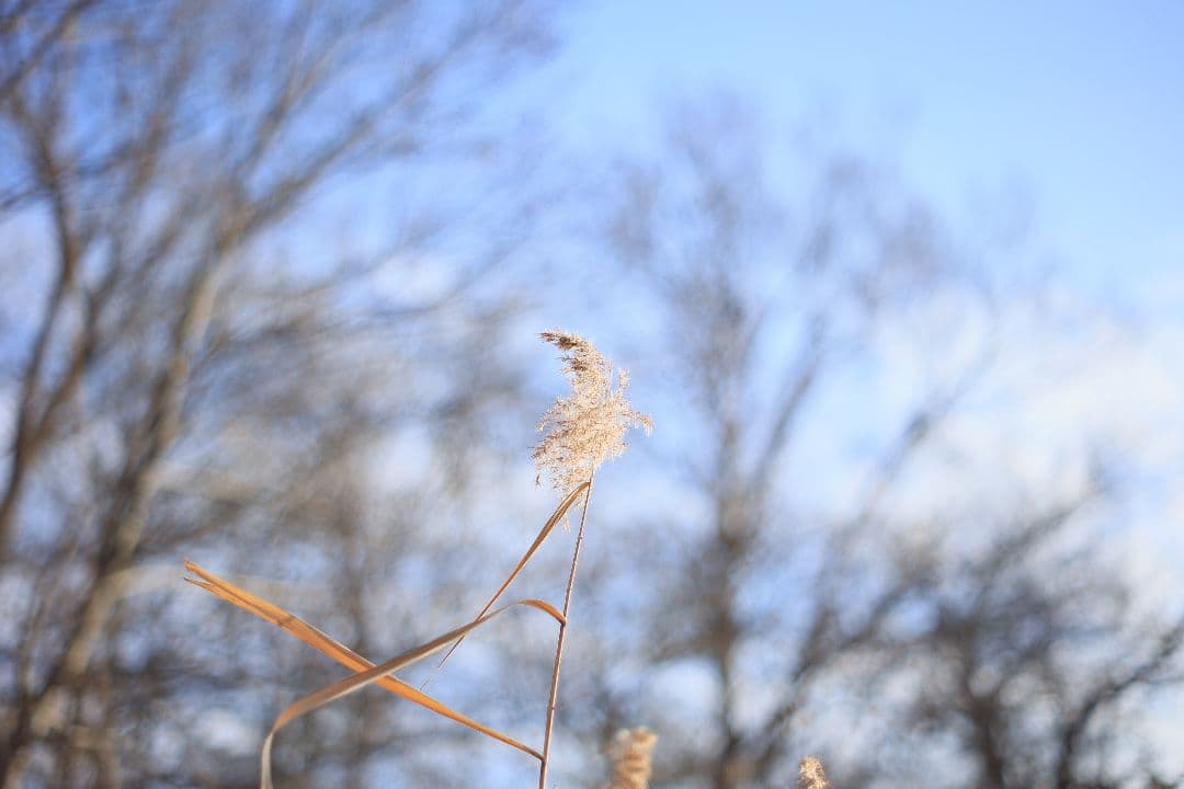 Super-Takumar 55mm F1.8 後期型 S/N：2558530