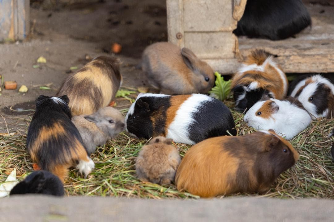 CANON EOS R + RF24-105mm F4 L IS USMセット