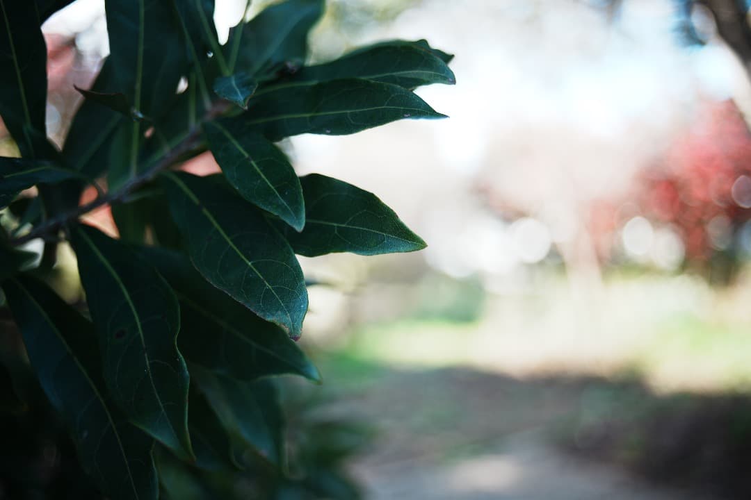 【整備＆テスト】オリンパス Zuiko auto-w 35mm F2.8