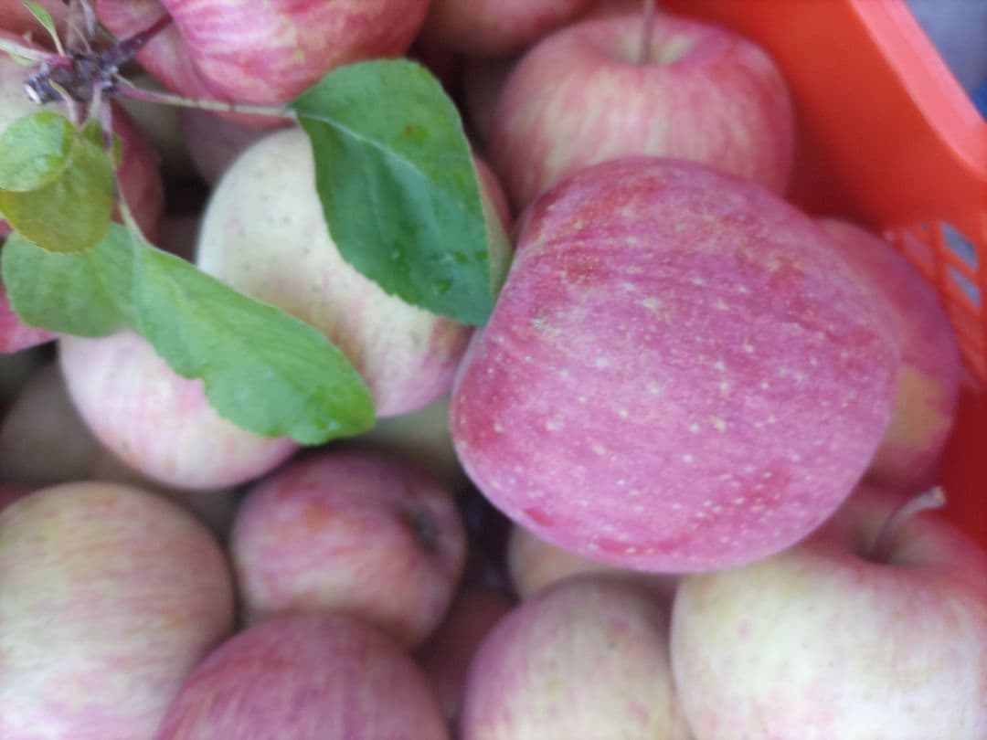 葉取らずサンフジ20kg 数量限定