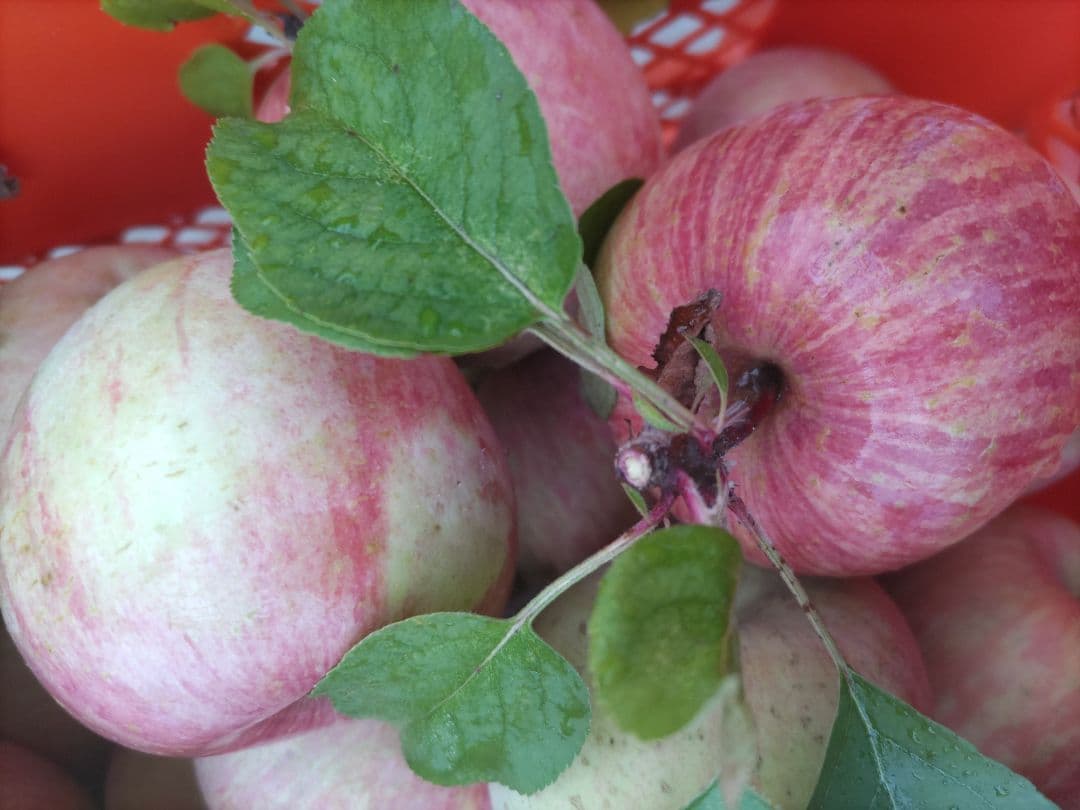 葉取らずサンフジ20kg 数量限定