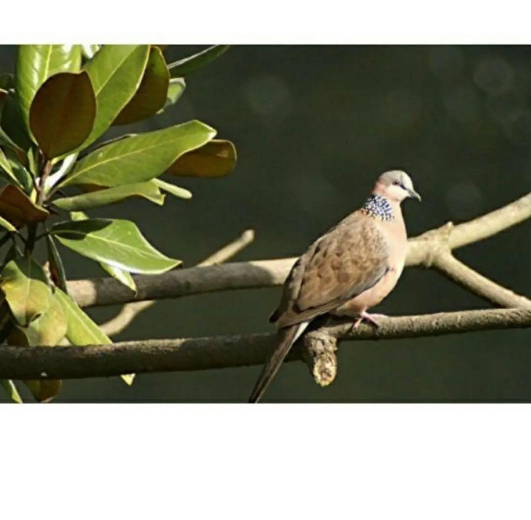 期間限定！NikonZシリーズ対応！便利なズームレンズ！ママさん初心者OK！綺麗