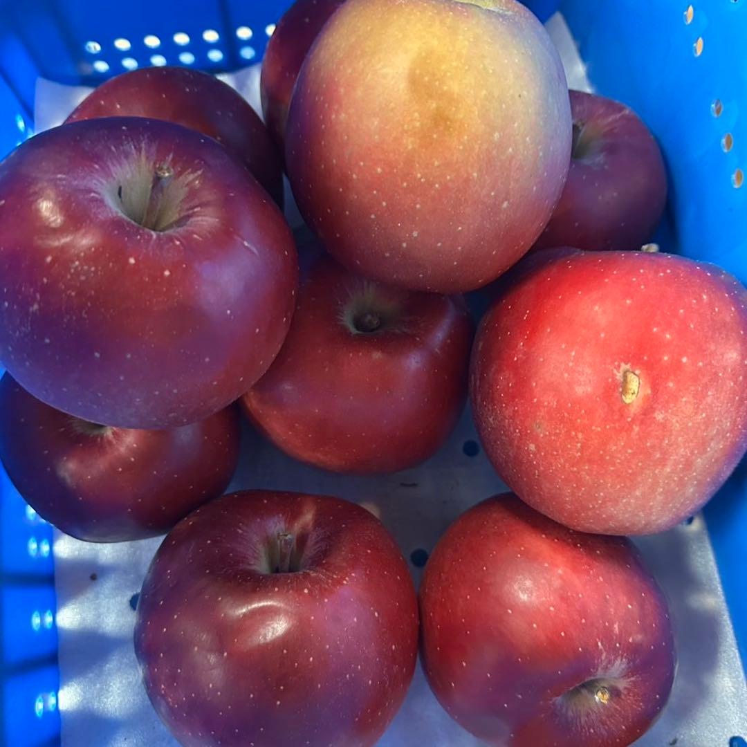 青森県産 ＂ おいらせ ＂ りんご 加工用 20kg 産地直送 リンゴ 林檎