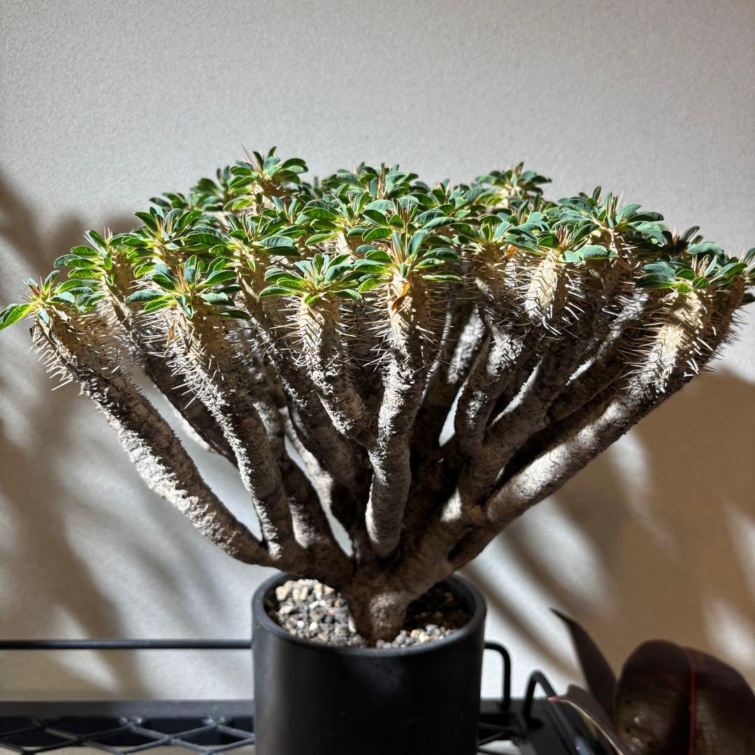 ユーフォルビアギラウミニアナ 大株 極美株 現地球 鉢ごと