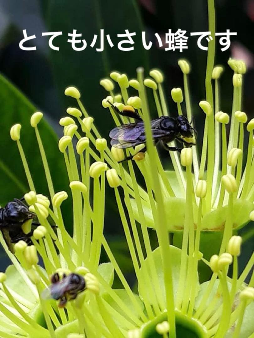 ササナミ様 バリ島 針なしミツバチの蜂蜜(完全非加熱)約140g 6本