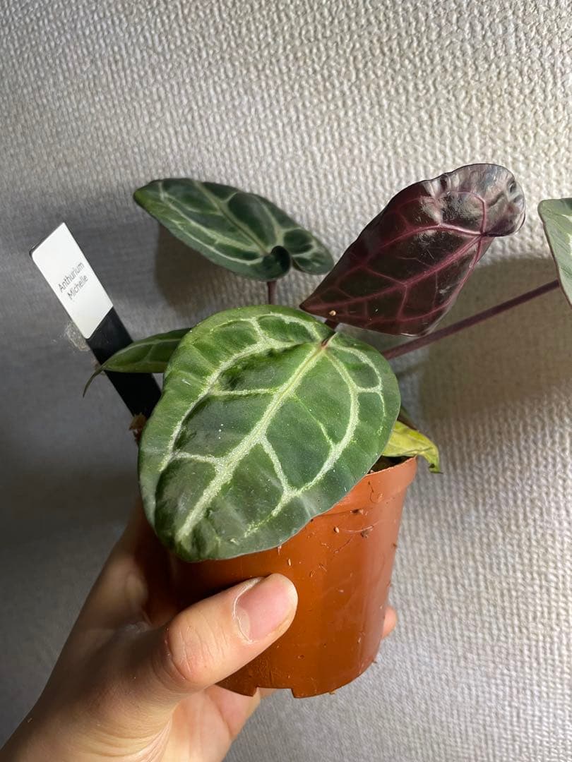 E*o様 アンスリウム　ミシェル