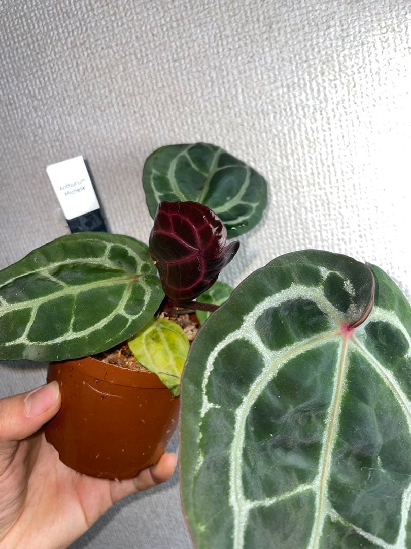 E*o様 アンスリウム　ミシェル