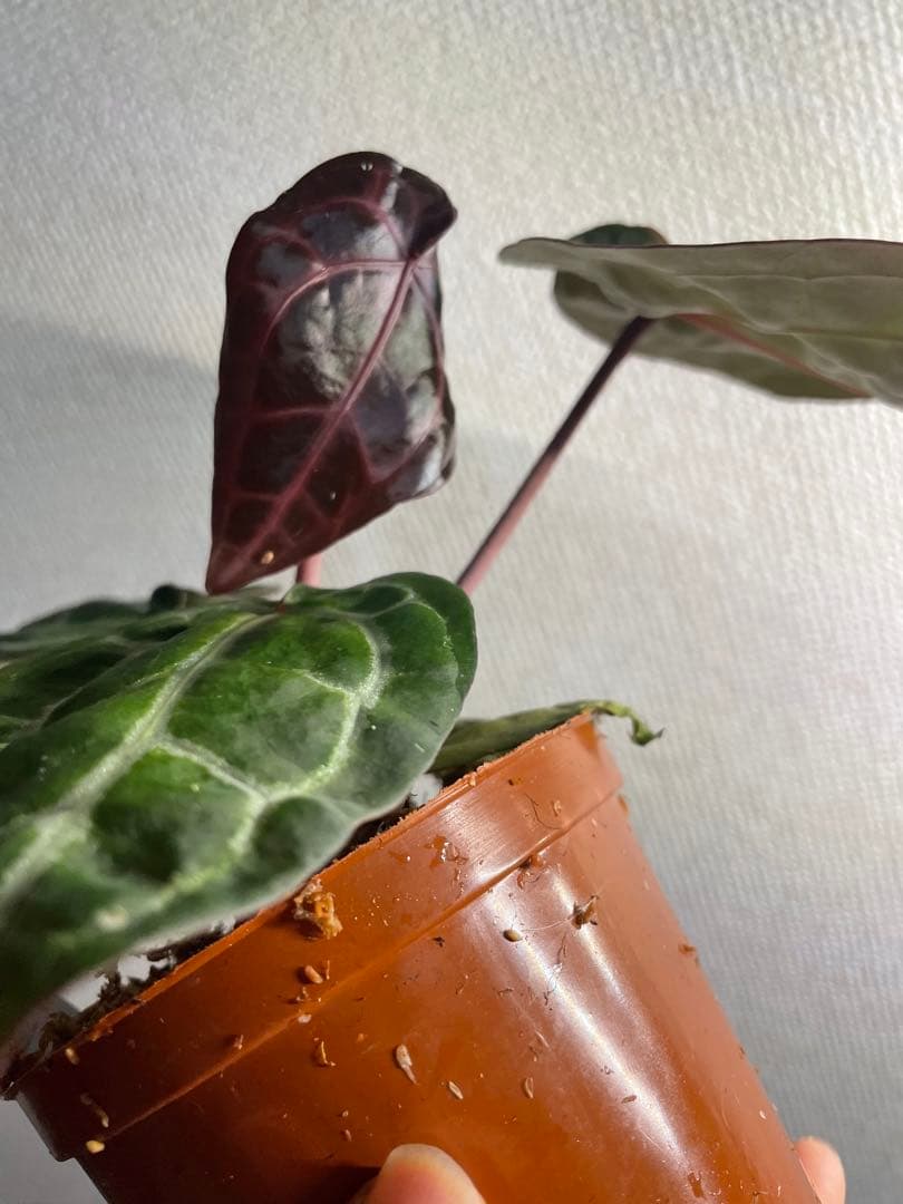 E*o様 アンスリウム　ミシェル