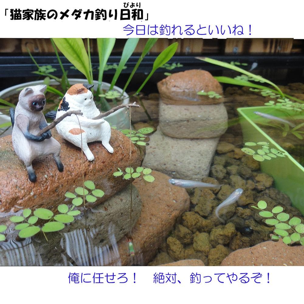 高さの有るビオトープ 60L トロ舟＆木枠セット（棚付き）