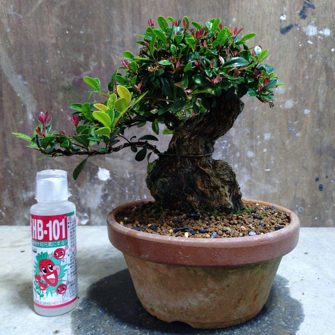 アデク　ゆーきん様専門