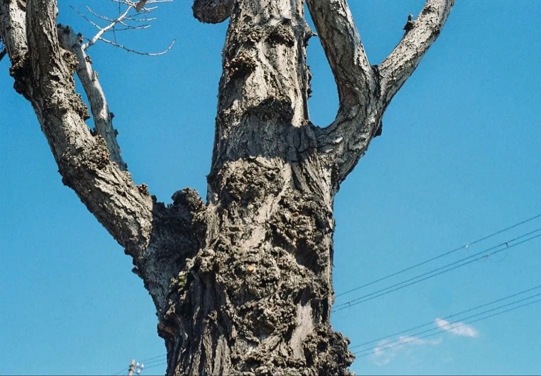 Leica barnack Ⅲa 本体のみ