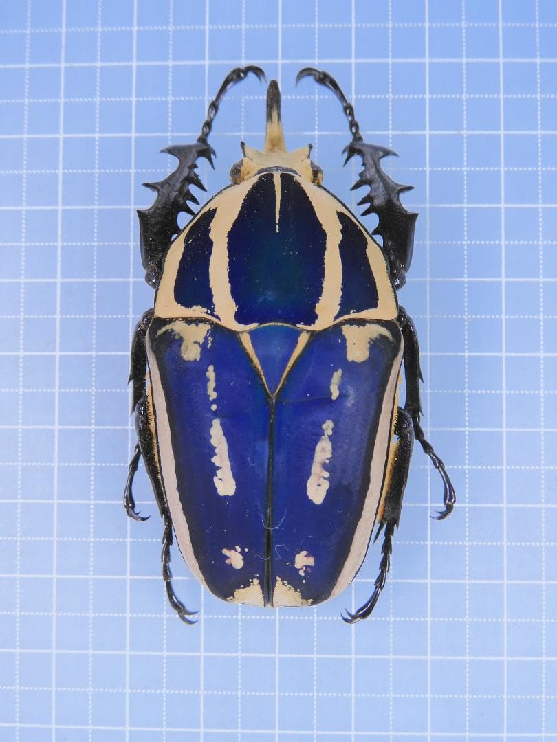 標本 M. ugandensis 63mm larva breeding